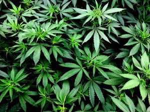 Wanita Temukan Benda Aneh pada Telur hingga Ganja Jadi Bumbu Masak