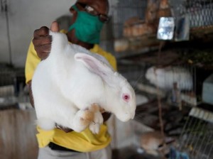 Krisis Ekonomi di Kuba, Kelinci Ditukar Bahan Makanan