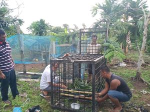 2 Beruang Dievakuasi dari Permukiman Warga di Dumai Riau