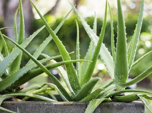 Cara Menanam Lidah Buaya agar Cepat Besar dan 15 Manfaatnya