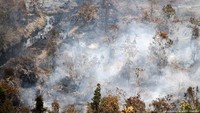 Diungkap Greenpeace, faktanya deforestasi di Indonesia justru meningkat dari yang sebelumnya 2,45 juta ha (2003-2011) menjadi 4,8 juta ha (2011-2019). Padahal Indonesia sudah berkomitmen untuk menekan laju deforestasi. Foto: DW.