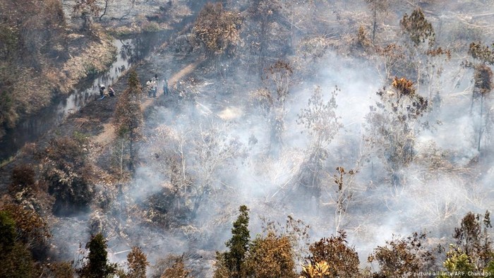 Studi: Indonesia Berhasil Tekan Deforestasi, Tapi Masih Tiga Besar Dunia Studi: Indonesia Berhasil Tekan Deforestasi, Tapi Masih Tiga Besar Dunia