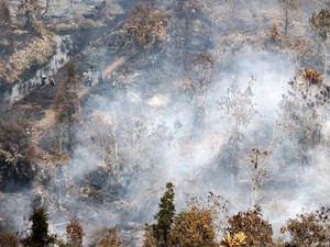 Studi: Indonesia Berhasil Tekan Deforestasi, Tapi Masih Tiga Besar Dunia