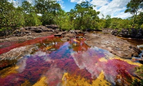 Ada warna kuning, hitam, merah, hijau dan biru yang menghiasi aliran sungai. Karena fenomena 5 warna ini, sungai ini juga dijuluki Sungai Pelangi. Selain itu, juga ada julukan Sungai yang Mengalir dari Surga, Sungai Lima Warna dan Pelangi yang Mencair. Istimewa/dok.ikons.id Ada warna kuning, hitam, merah, hijau dan biru yang menghiasi aliran sungai. Karena fenomena 5 warna ini, sungai ini juga dijuluki Sungai Pelangi. Selain itu, juga ada julukan Sungai yang Mengalir dari Surga, Sungai Lima Warna dan Pelangi yang Mencair. Istimewa/dok.ikons.id