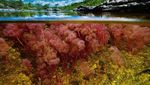 Intip Cano Cristales, Sungai Tercantik di Dunia
