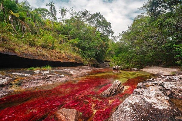 Pemandangan di sini sangatlah unik dan indah. Kamu akan melihat sungai ini memiliki lima warna cerah. Sejatinya, warna ini bukanlah dari aliran air, namun karena lumut yang tumbuh di dasar sungai. Istimewa/Mario Carvajal/pospopulers.blogspot.com Pemandangan di sini sangatlah unik dan indah. Kamu akan melihat sungai ini memiliki lima warna cerah. Sejatinya, warna ini bukanlah dari aliran air, namun karena lumut yang tumbuh di dasar sungai. Istimewa/Mario Carvajal/pospopulers.blogspot.com