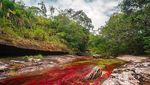 Intip Cano Cristales, Sungai Tercantik di Dunia