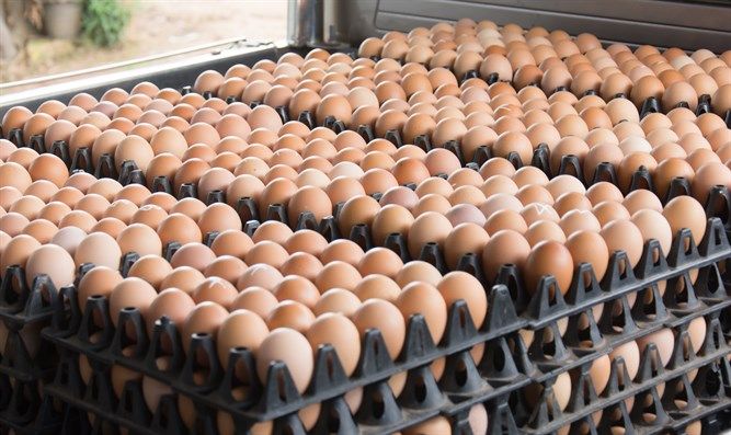 Beli Telur Untuk Kue, Wanita Ini Temukan Benda Aneh Dalam ...