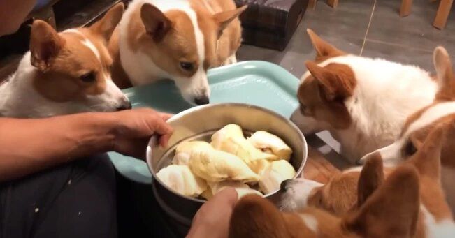 Gemas Intip Reaksi 8 Anjing  Corgi Saat Cicip Durian 
