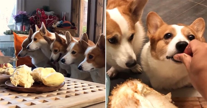Anjing Makan Durian