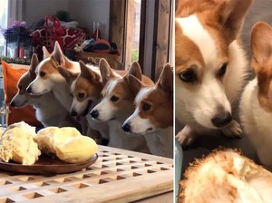 Gemas! Intip Reaksi 8 Anjing Corgi Saat Cicip Durian Pertama Kali