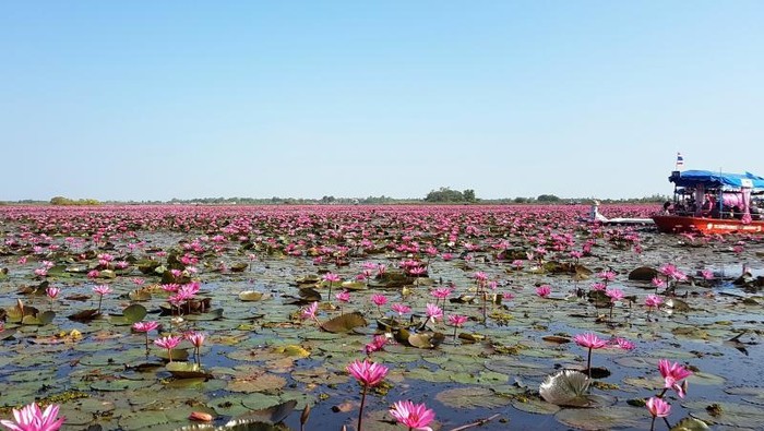 Danau Teratai Pink