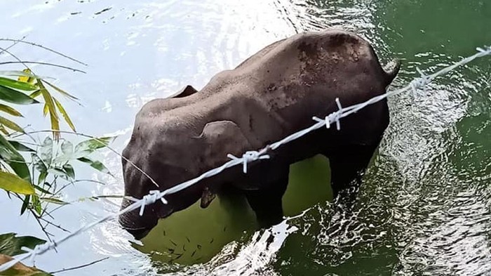 gajah Gajah Mati Karena Makan Nanas Berisikan Alat Peledak