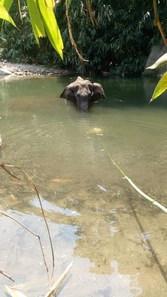 Gajah Mati Karena Makan Nanas Berisikan Alat Peledak