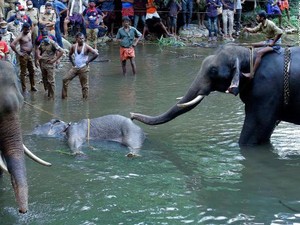 Video Gajah Hamil Mati Usai Makan Buah Berisi Petasan di India