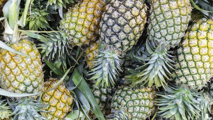 Gajah Mati Karena Makan Nanas Berisikan Alat Peledak