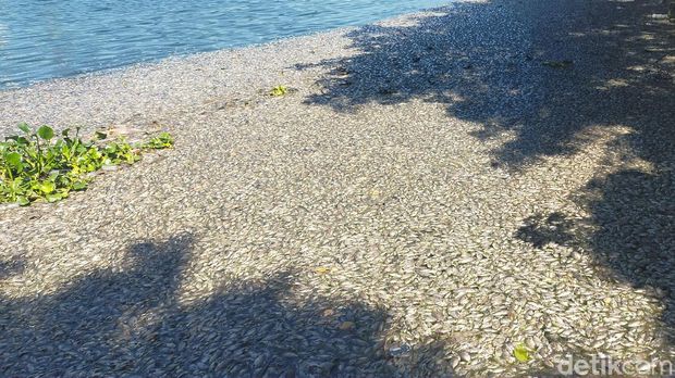 ikan mati di waduk sier
