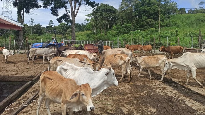 Kondisi ratusan ekor sapi milik Pemprov Aceh (Agus Setyadi-detikcom)