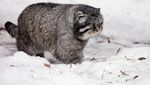 Foto: Kucing Berwajah Nyebelin Sedunia