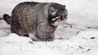 Biar nyebelin, tapi kucing ini tangguh karena hidup di area ekstrim seperti Pegunungan Himalaya. (Getty Images/iStockphoto)