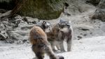 Foto: Kucing Berwajah Nyebelin Sedunia