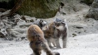 Manul itu hewan soliter atau suka hidup sendiri. Jantan dan betina hanya akan bertemu ketika musim kawin. (Getty Images/iStockphoto)