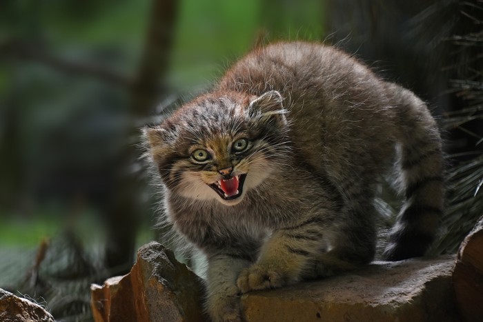 Kucing Manul, pallas cat