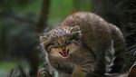 Foto: Kucing Berwajah Nyebelin Sedunia