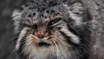 Foto: Kucing Berwajah Nyebelin Sedunia