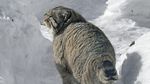 Foto: Kucing Berwajah Nyebelin Sedunia