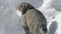 Kini populasi Manul menurun karena sering diburu untuk diambil bulunya. Karena tinggal di pegunungan, bulu Manul sangat lebat dan bagus. (Getty Images/iStockphoto)