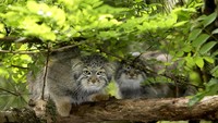 Manul hanya akan beranak 1-3 ekor saja, sangat sedikit dari kucing biasa. (Getty Images/iStockphoto)