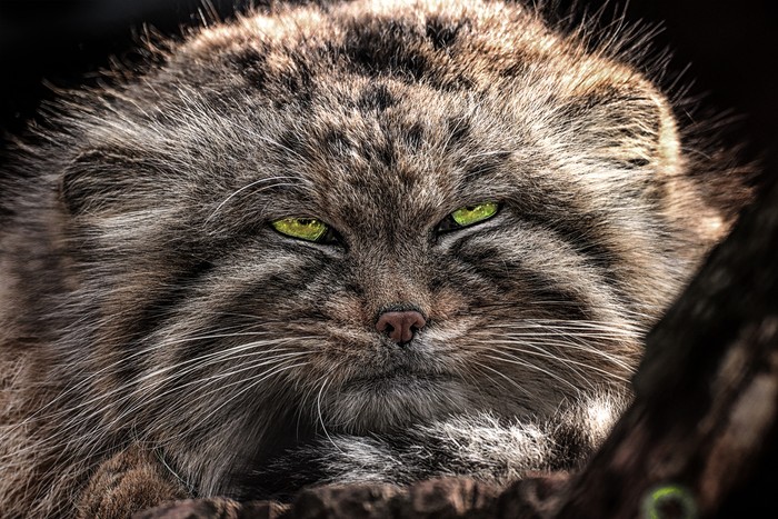Kucing Manul, pallas cat