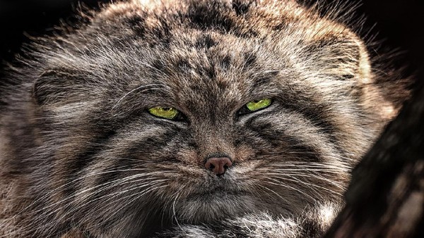 Potret Kucing Pallas Manul, Si Gembul Bermuka Galak