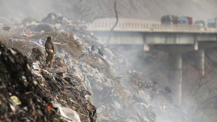 Sejumlah monyet di India berkumpul di salah satu tempat penampungan sampah. Di sana mereka mengais sampah demi mendapatkan makanan.