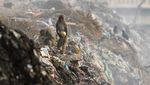Miris! Monyet-monyet di India Mengais Makanan dari Sampah