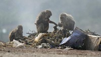 Monyet-monyet tersebut tampak mengais sampah demi mendapatkan makanan.