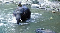 Ali menambahkan bahwa hewan itu ditemukan hamil satu bulan. Sementara itu, Kepala sipir margasatwa Kerala, Surendra Kumar, mengatakan kasus ini sedang diselidiki. Kematian gajah liar yang tengah hamil tersebut diduga karena terluka parah usai memakan buah yang diisi dengan petasan yang meledak di mulutnya.