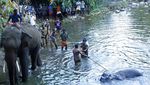 Momen Evakuasi Gajah Hamil yang Mati Usai Makan Nanas Berisi Petasan
