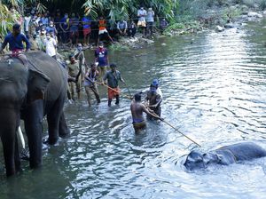 Kasus Gajah Mati dan 10 Fakta Tentang Gajah