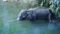 Gajah itu akhirnya berjalan ke Sungai Velliyar dan berdiri di sana. Dia merendam mulut dan belalainya di air, mungkin untuk meredakan rasa sakitnya yang tak tertahankan. Menurut petugas gajah juga melakukan ini untuk menghindari serangga hinggap di lukanya. Petugas mengerahkan dua gajah untuk membantu mengeluarkannya dari sungai. Setelah berupaya selama berjam-jam, gajah ini mati pada tanggal 27 Mei pukul 4 sore dalam keadaan berdiri di air. Gajah ini lalu dibawa kembali ke dalam hutan dengan sebuah truk untuk dikremasi oleh para pejabat hutan.