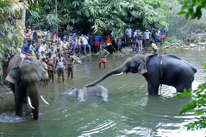 Seekor gajah yang tengah hamil di India mati usai menyantap buah nanas yang berisi petasan. Polisi kemudian tangkap satu orang terkait kematian gajah liar itu.