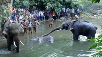 Seekor gajah liar yang tengah hamil diketahui mati usai menyantap buah nanas yang telah diisi petasan. dilansir dari CNN, Kamis (4/6/2020) Ashique Ali, seorang petugas hutan setempat mengatakan gajah itu mati pada 27 Mei lalu, setelah berkeliaran di tengah sungai di negara bagian selatan Kerala. Empat hari setelah dia ditemukan dalam kondisi terluka.