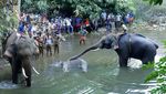 Momen Evakuasi Gajah Hamil yang Mati Usai Makan Nanas Berisi Petasan