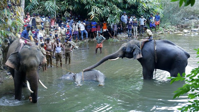 Seekor gajah yang tengah hamil di India mati usai menyantap buah nanas yang berisi petasan. Polisi kemudian tangkap satu orang terkait kematian gajah liar itu.