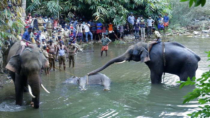 Momen Evakuasi Gajah Hamil yang Mati Usai Makan Nanas Berisi Petasan Seekor gajah yang tengah hamil di India mati usai menyantap buah nanas yang berisi petasan. Polisi kemudian tangkap satu orang terkait kematian gajah liar itu.