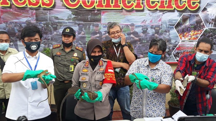 Polisi gagalkan penyelundupan reptil
