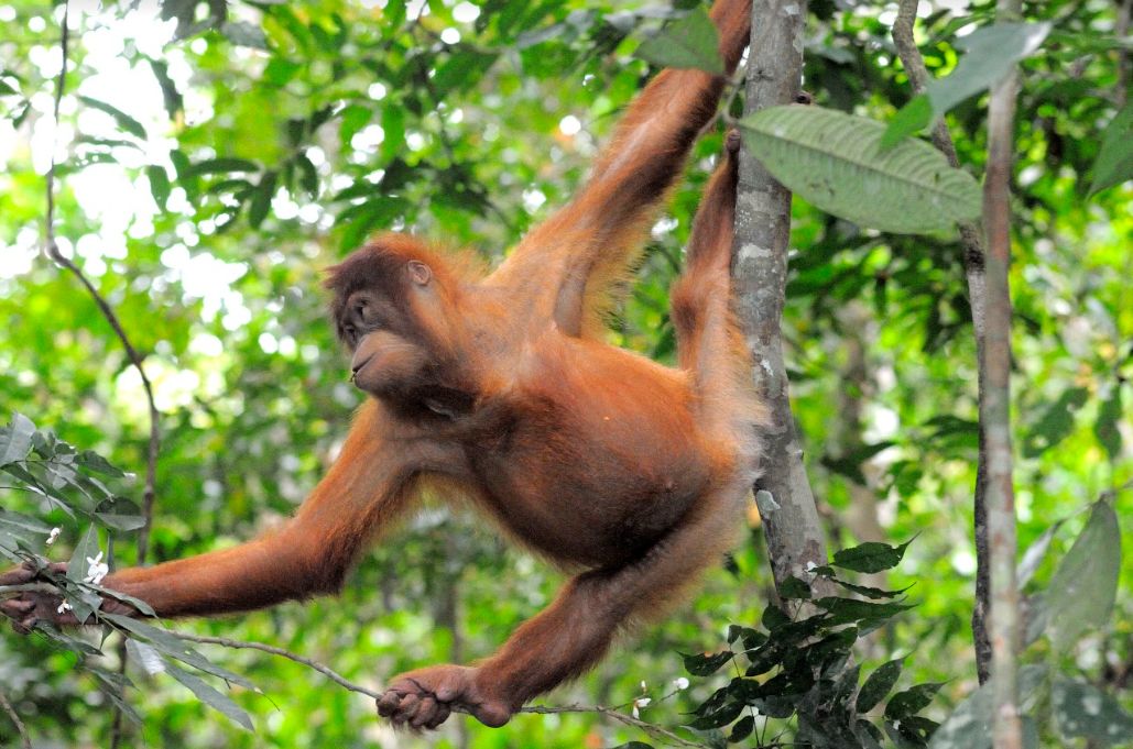 WWF Indonesia WWF Indonesia