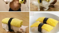 Selain dirinya, ia juga sering mengajak kucing peliharaannya untuk ikut acara cosplaynya. Kucing ini diubah jadi sushi tamago yang menggemaskan. Foto: Instagaram @lowcost_cosplay