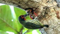 Burung takur ungkut-ungkut (coppersmith barbeth) memberi makan anaknya di pantai Bama Taman Nasional Baluran.